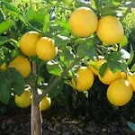 Florida 酒店 利莫内-苏尔加达