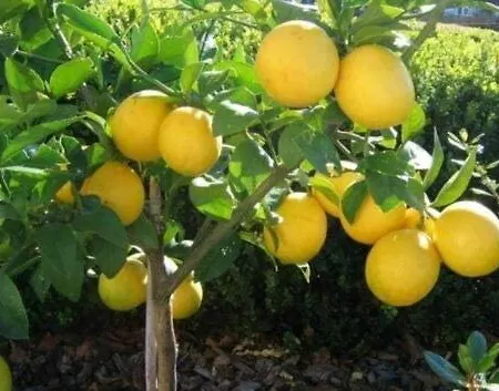 Florida فندق ليمونِ سول غاردا